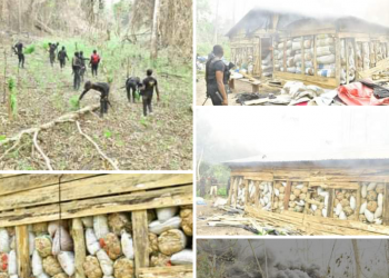 Polls: NDLEA Storms Edo Forest, Destroys 7,286kgs Skunk After Gun Battle With Drug Lords’ Guards
