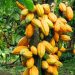 Pelican Greenish Acres Cocoa Project: Investors Target N100m Turn Over Yearly