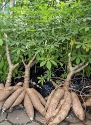 Nigerian Govt To Earn N180Bn From Cassava, Fire Investments – ICRC