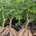 Nigerian Govt To Earn N180Bn From Cassava, Fire Investments – ICRC