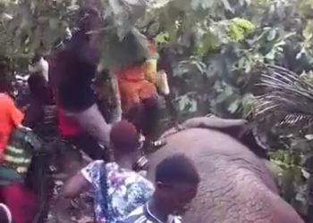 Elephant Slumps After Drinking Villagers’ 200 Litres Of Local Gin