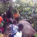 Elephant Slumps After Drinking Villagers’ 200 Litres Of Local Gin
