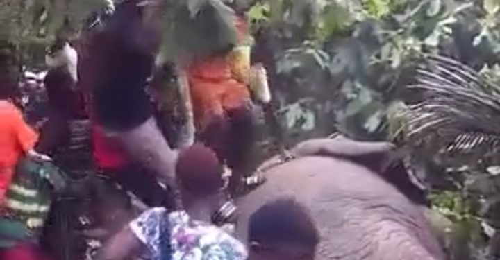 Elephant Slumps After Drinking Villagers’ 200 Litres Of Local Gin