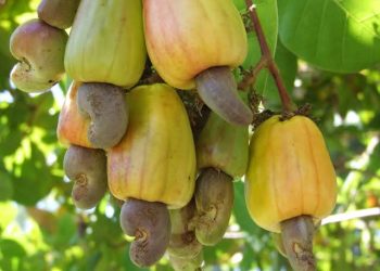 Kogi Leads In Nigeria’s Cashew Production, To Become Hub Of Africa – Govt