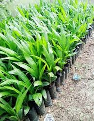 Anambra Imports 2 Million Malaysian Palm Oil Seedlings, Coconuts