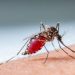 US Records 5 Malaria Cases