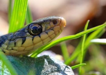 Four Scents That Attract Snakes To Your House –  Experts 