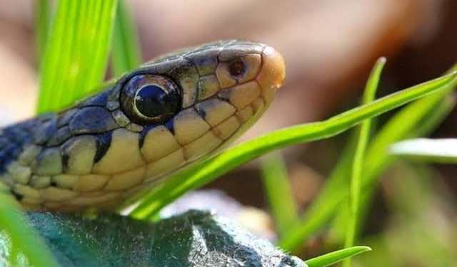 Four Scents That Attract Snakes To Your House –  Experts 