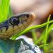 Four Scents That Attract Snakes To Your House – Experts