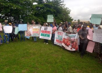 Poultry Farmers Groan As Cost Of Feeds Soars, Beg FG To Release Grains Urgently To Save Industry