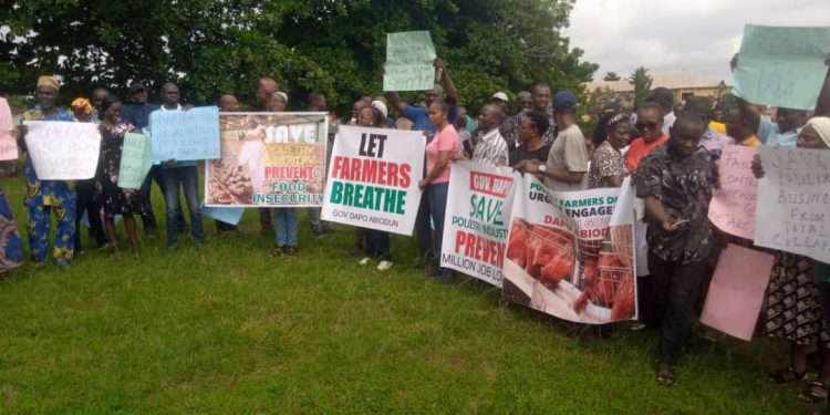 Poultry Farmers Groan As Cost Of Feeds Soars, Beg FG To Release Grains Urgently To Save Industry