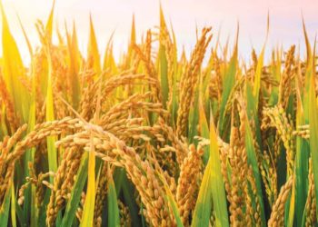 20,000Htrs Rice Farm Coming To Ogun West, Says Abiodun As Gov’nor Commissions Road In Yewa