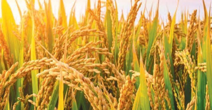 20,000Htrs Rice Farm Coming To Ogun West, Says Abiodun As Gov’nor Commissions Road In Yewa