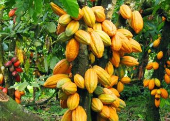 Cocoa Rally Triggers Bean Theft, Soaring Rents In Cameroon, Nigeria