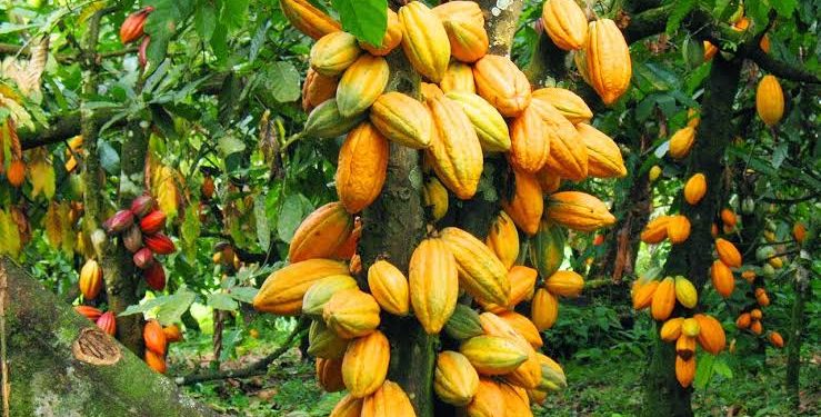 Cocoa Rally Triggers Bean Theft, Soaring Rents In Cameroon, Nigeria