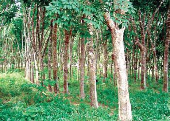 Help Boost FX Earnings, Jobs Opportunities, Others With Rubber Production – Owotomo Urges Ogun Farmers