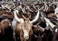 Alleged 700 Cattle Fraud: We’re Not Culpable, Suspect Already Standing Trial – FUNAAB