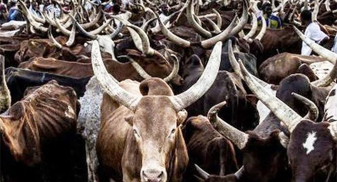 Alleged 700 Cattle Fraud: We’re Not Culpable, Suspect Already Standing Trial – FUNAAB