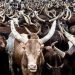 Alleged 700 Cattle Fraud: We’re Not Culpable, Suspect Already Standing Trial – FUNAAB