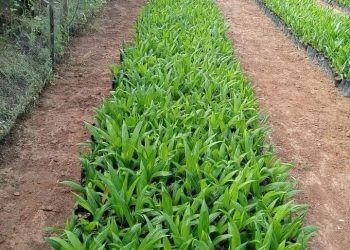 Investment, Revenue Drive: Ijebu East LG Breeds Hybrid Oil Palm Seedlings