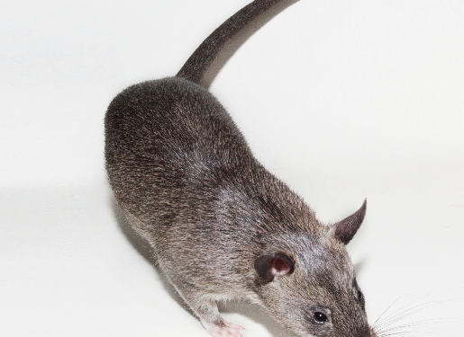 Economic Diversification: Don Urges FG To Harness Potentials Of African Giant Rats