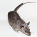 Economic Diversification: Don Urges FG To Harness Potentials Of African Giant Rats