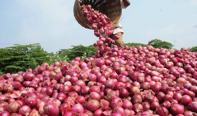Commercial Onion Farming Feasible, Profitable In Southwest – Firm