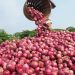 Commercial Onion Farming Feasible, Profitable In Southwest – Firm