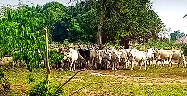 Herdsmen Menace: Group Warns Of Imminent Food Shortage In Southwest 