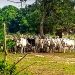 Herdsmen Menace: Group Warns Of Imminent Food Shortage In Southwest