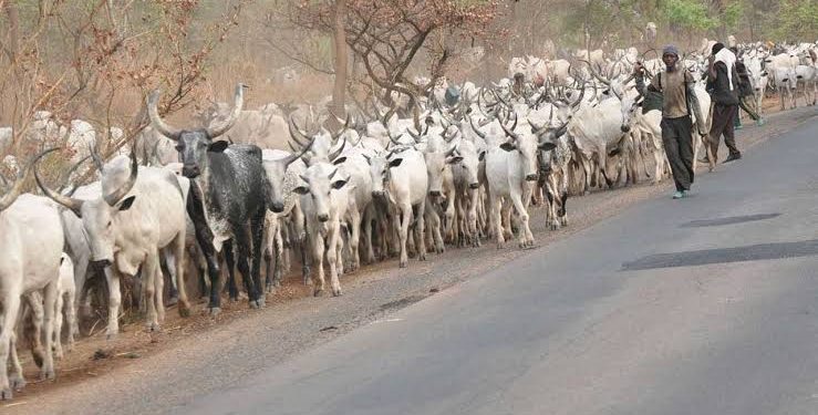 Ogun Assembly Urges Police, Amotekun To Enforce Anti – Open Grazing Law, Other 