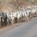 Ogun Assembly Urges Police, Amotekun To Enforce Anti – Open Grazing Law, Other