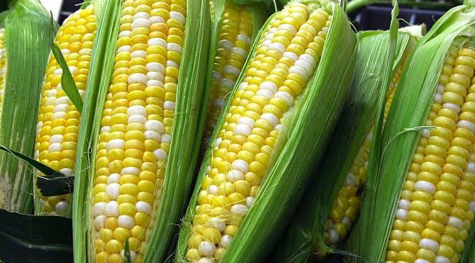 Experts Link GMO Foods To Diabetes, Hypertension In Children