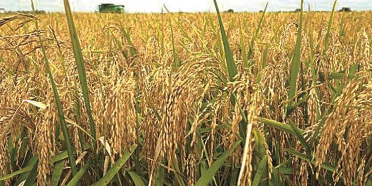 Ogun Joins Rice-Producing States, Flags Off Harvest Of 200-Hectare Plantation