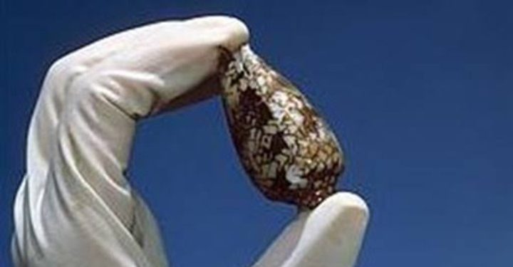 Scientists Discover Potential Diabetes Treatment In Venom Of Deadly Marine Cone Snails