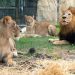 Lion Kìlls Worker In Obasanjo Library’s Zoo