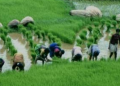 Ogun To Support 8,755 Farmers With N498m Worth Of Inputs