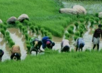 Ogun To Support 8,755 Farmers With N498m Worth Of Inputs