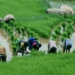 Ogun To Support 8,755 Farmers With N498m Worth Of Inputs