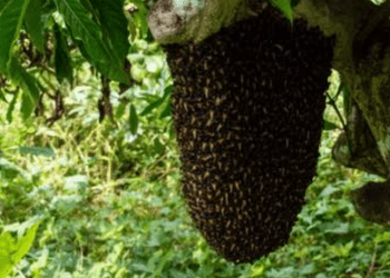 Bees Attack Farmers In Osun, Kill One, Injure Two