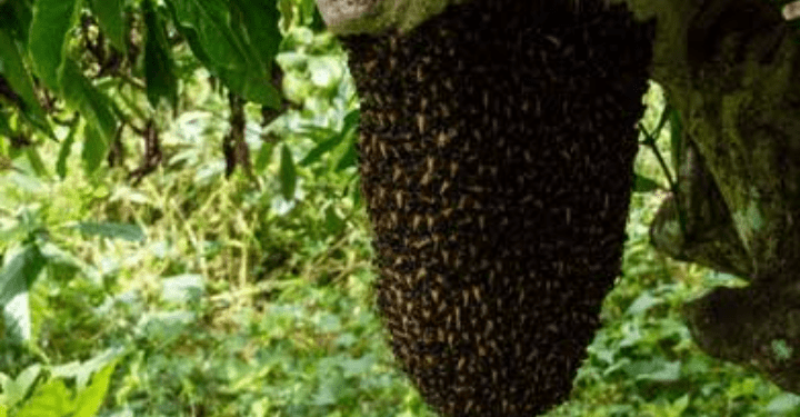 Bees Attack Farmers In Osun, Kill One, Injure Two