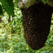 Bees Attack Farmers In Osun, Kill One, Injure Two