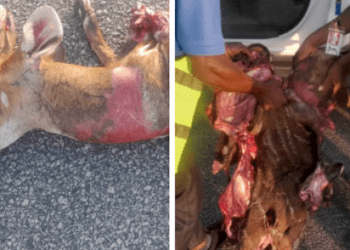 Air Peace Aircraft Collides With Deer On Asaba Airport Runway