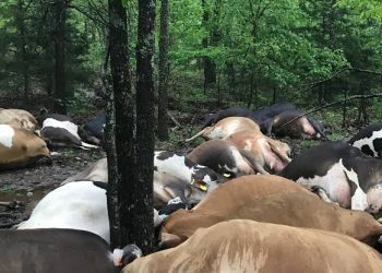 Lightning Kílls 32 Cows In Ogun, 323 Reindeers In Norway During Heavy Downpour