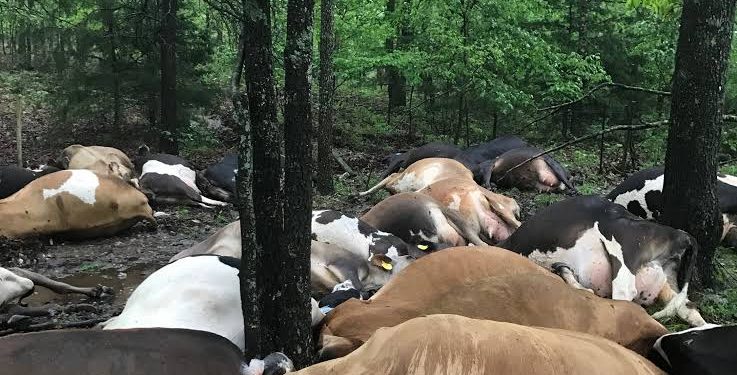 Lightning Kílls 32 Cows In Ogun, 323 Reindeers In Norway During Heavy Downpour