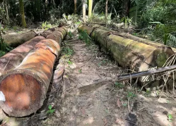 Survival Int’l Seeks Protection Of Karipuna Indigenous Territory From Landgrabbers, Loggers 