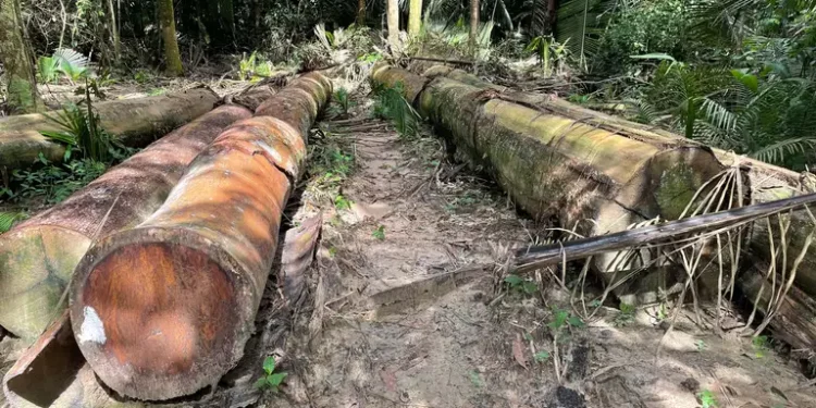 Survival Int’l Seeks Protection Of Karipuna Indigenous Territory From Landgrabbers, Loggers 