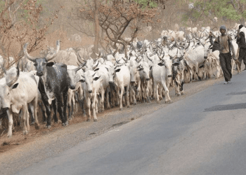 Imo Gov’t Orders Herders Out Of Owerri Streets