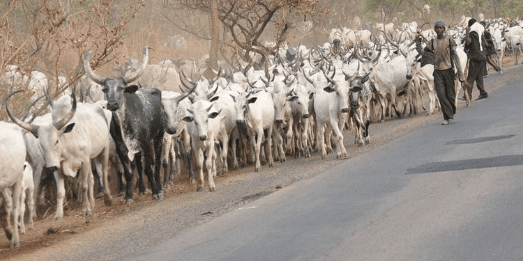 Imo Gov’t Orders Herders Out Of Owerri Streets