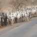Imo Gov’t Orders Herders Out Of Owerri Streets